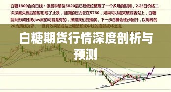 白糖期货行情深度剖析与预测