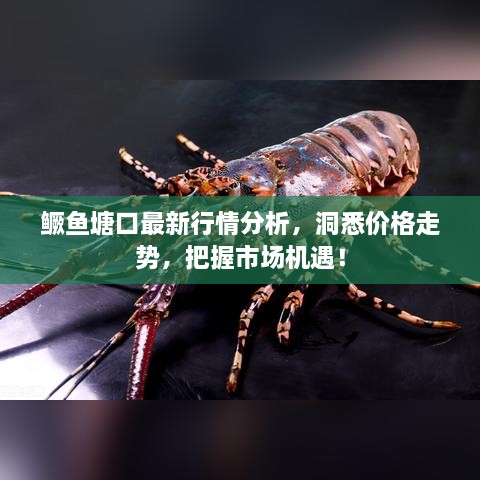 鳜鱼塘口最新行情分析，洞悉价格走势，把握市场机遇！