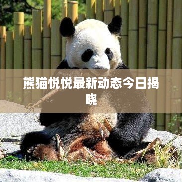 熊猫悦悦最新动态今日揭晓