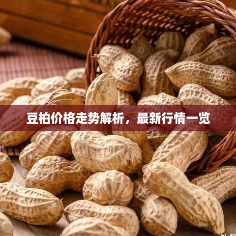 豆柏价格走势解析，最新行情一览