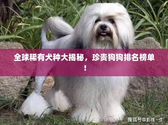 全球稀有犬种大揭秘，珍贵狗狗排名榜单！