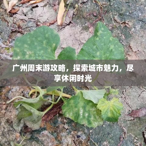 广州周末游攻略，探索城市魅力，尽享休闲时光