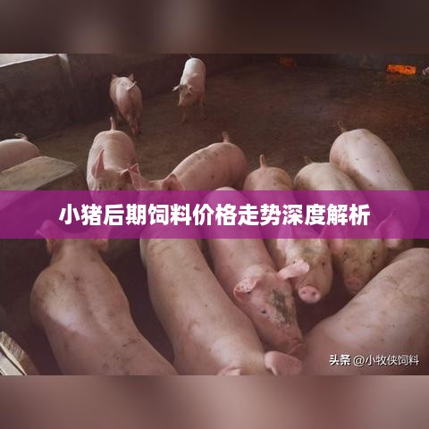 小猪后期饲料价格走势深度解析