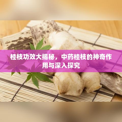 桂枝功效大揭秘，中药桂枝的神奇作用与深入探究