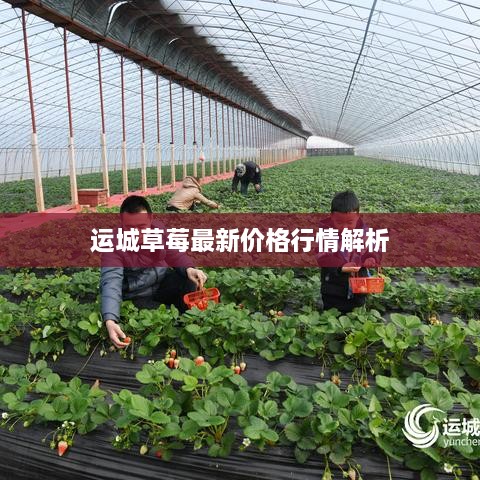 运城草莓最新价格行情解析