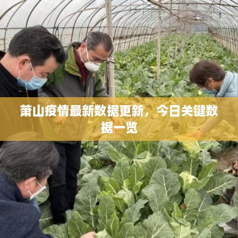 萧山疫情最新数据更新，今日关键数据一览