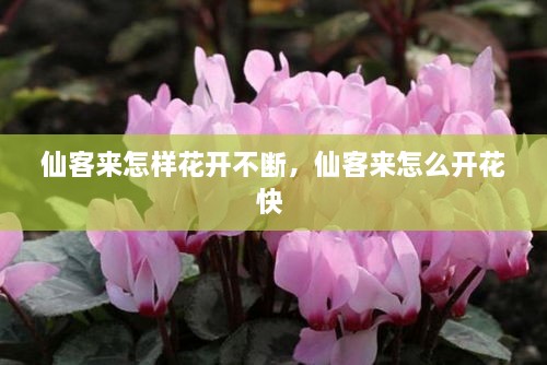 仙客来怎样花开不断，仙客来怎么开花快 