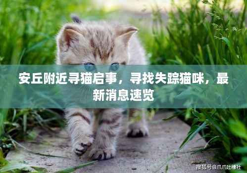 安丘附近寻猫启事，寻找失踪猫咪，最新消息速览