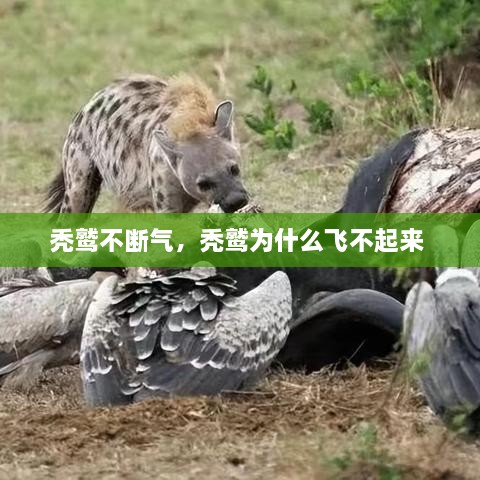 秃鹫不断气，秃鹫为什么飞不起来 