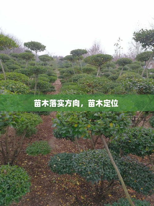 苗木落实方向，苗木定位 