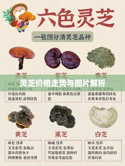 灵芝价格走势与图片解析